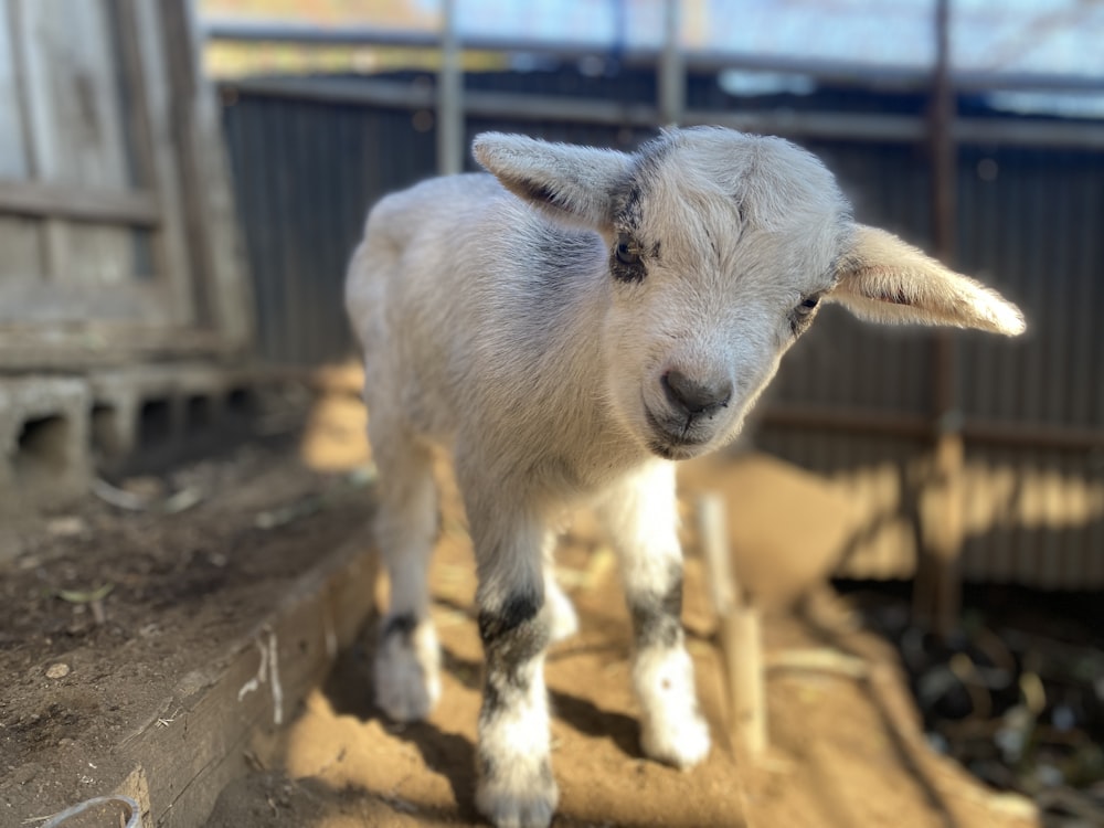 a baby goat standing on top of a dirt ground