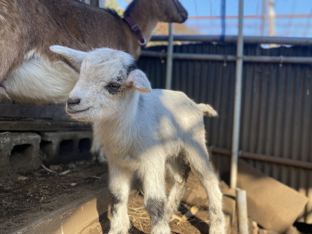 a baby goat standing next to an adult goat