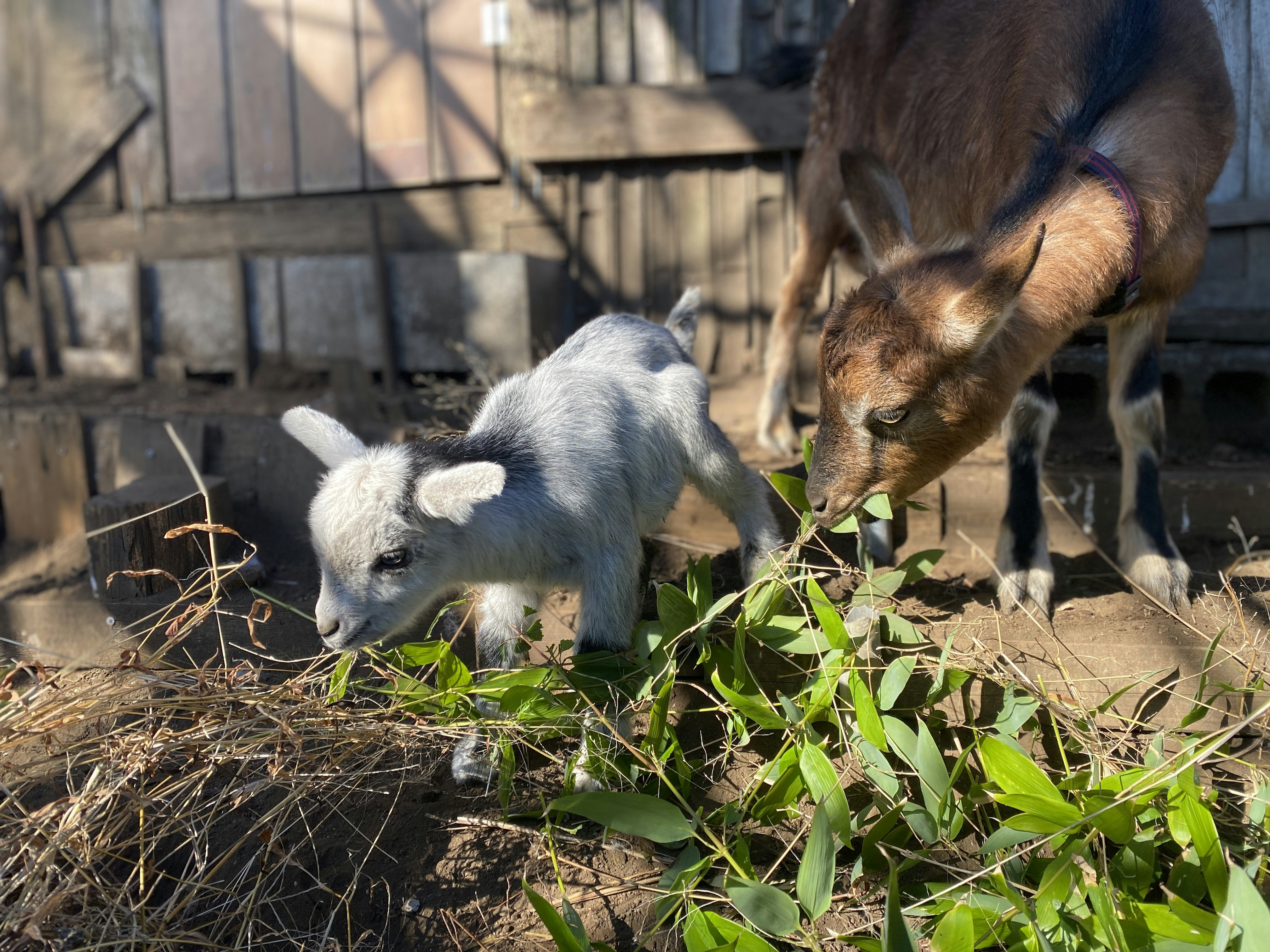 une chèvre et un bébé chèvre dans une zone clôturée