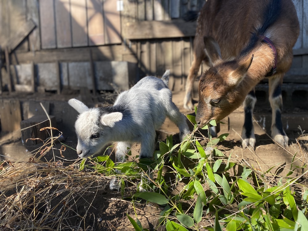 a goat and a baby goat in a fenced in area