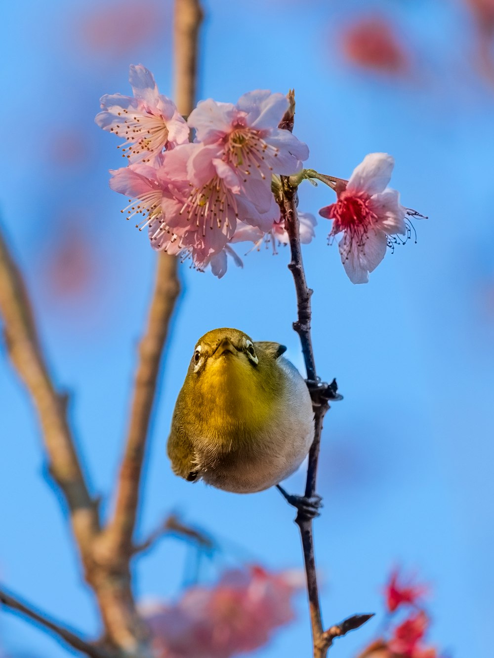 a small bird sitting on a branch of a tree