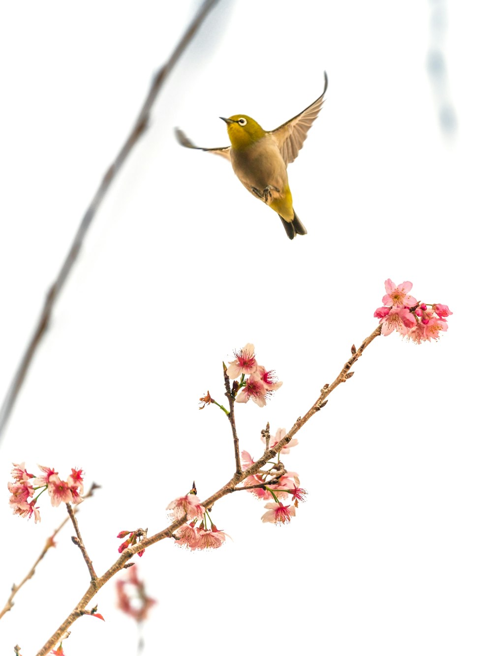 a bird flying over a tree branch with pink flowers