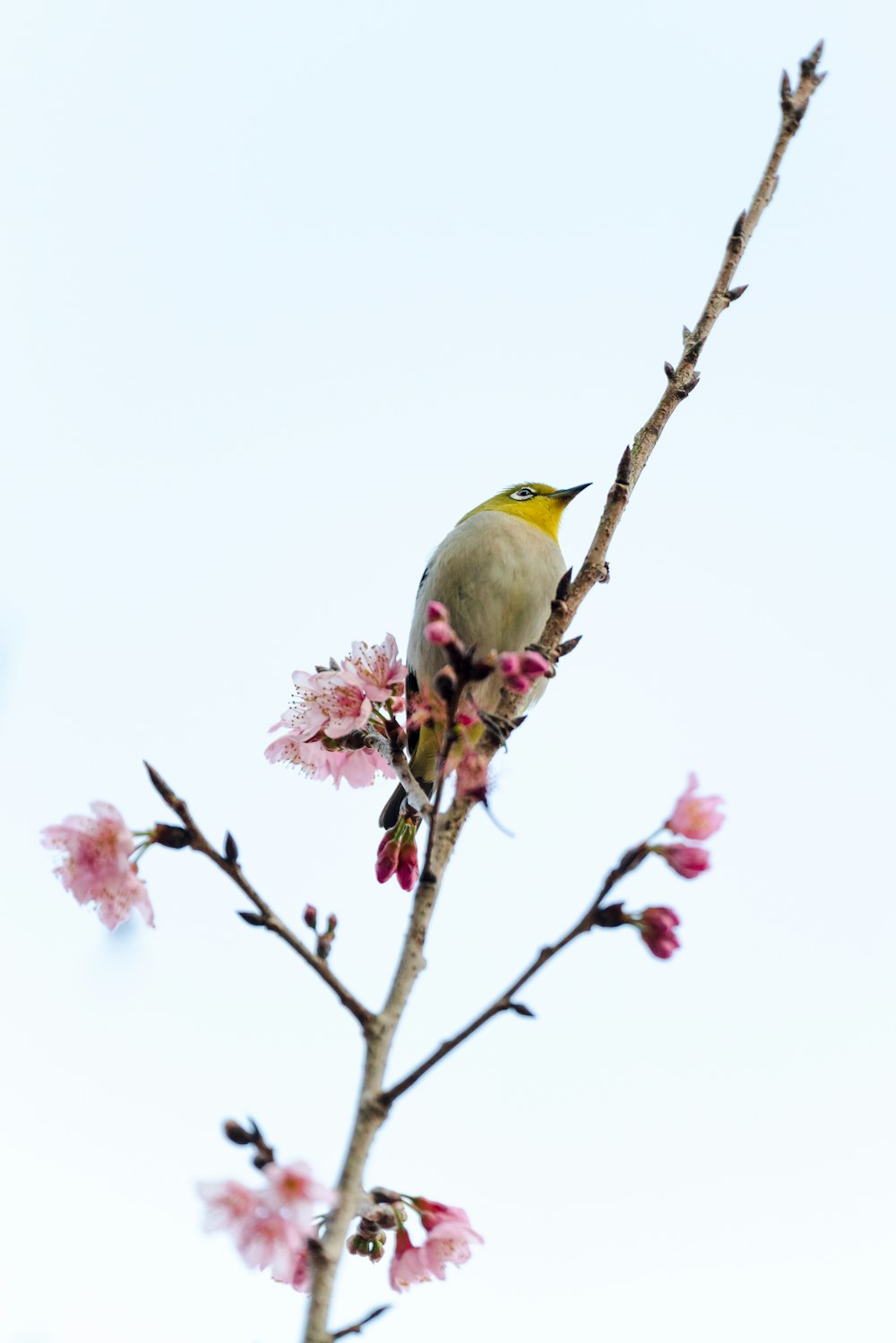 a bird sitting on top of a tree branch