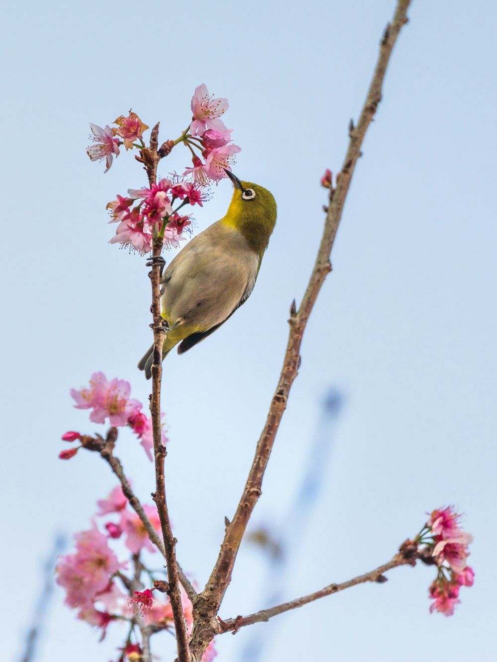 a bird perched on a branch with pink flowers