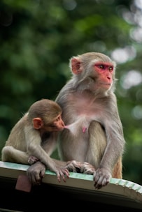 A mother monkey sits attentively with her young baby who is nursing. The background is a soft focus of greenery, suggesting a natural setting in the wild or a forested area. The baby clings to the mother, highlighting their bond and the nurturing behavior.