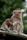 A mother monkey sits attentively with her young baby who is nursing. The background is a soft focus of greenery, suggesting a natural setting in the wild or a forested area. The baby clings to the mother, highlighting their bond and the nurturing behavior.