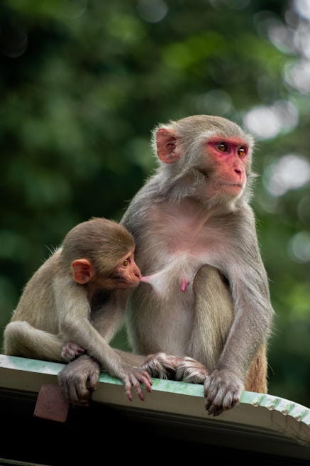 A mother monkey sits attentively with her young baby who is nursing. The background is a soft focus of greenery, suggesting a natural setting in the wild or a forested area. The baby clings to the mother, highlighting their bond and the nurturing behavior.