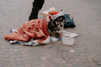 a dog laying on a blanket with a hat on