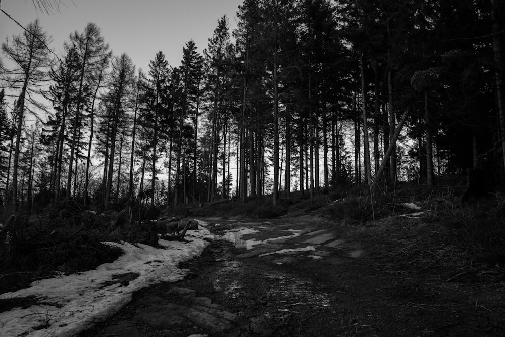 a path in the woods with snow on the ground