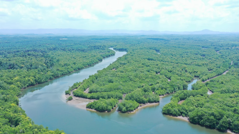 a river running through a lush green forest