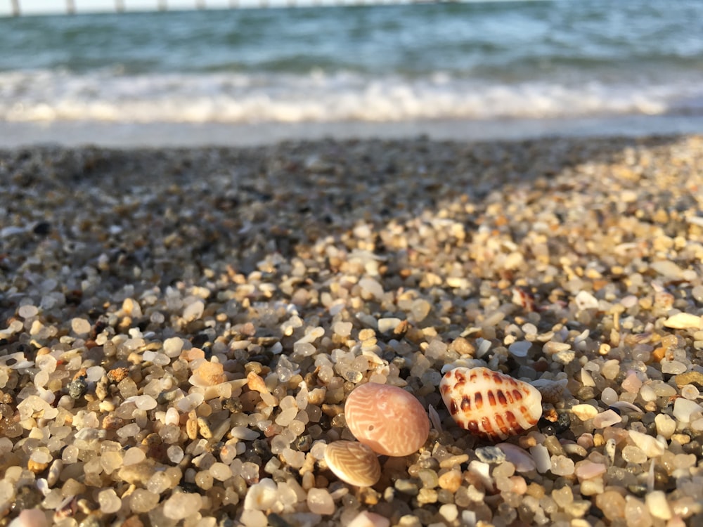 two seashells on a sandy beach next to the ocean