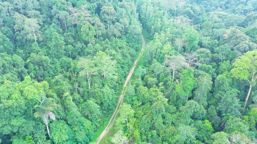 an aerial view of a lush green forest