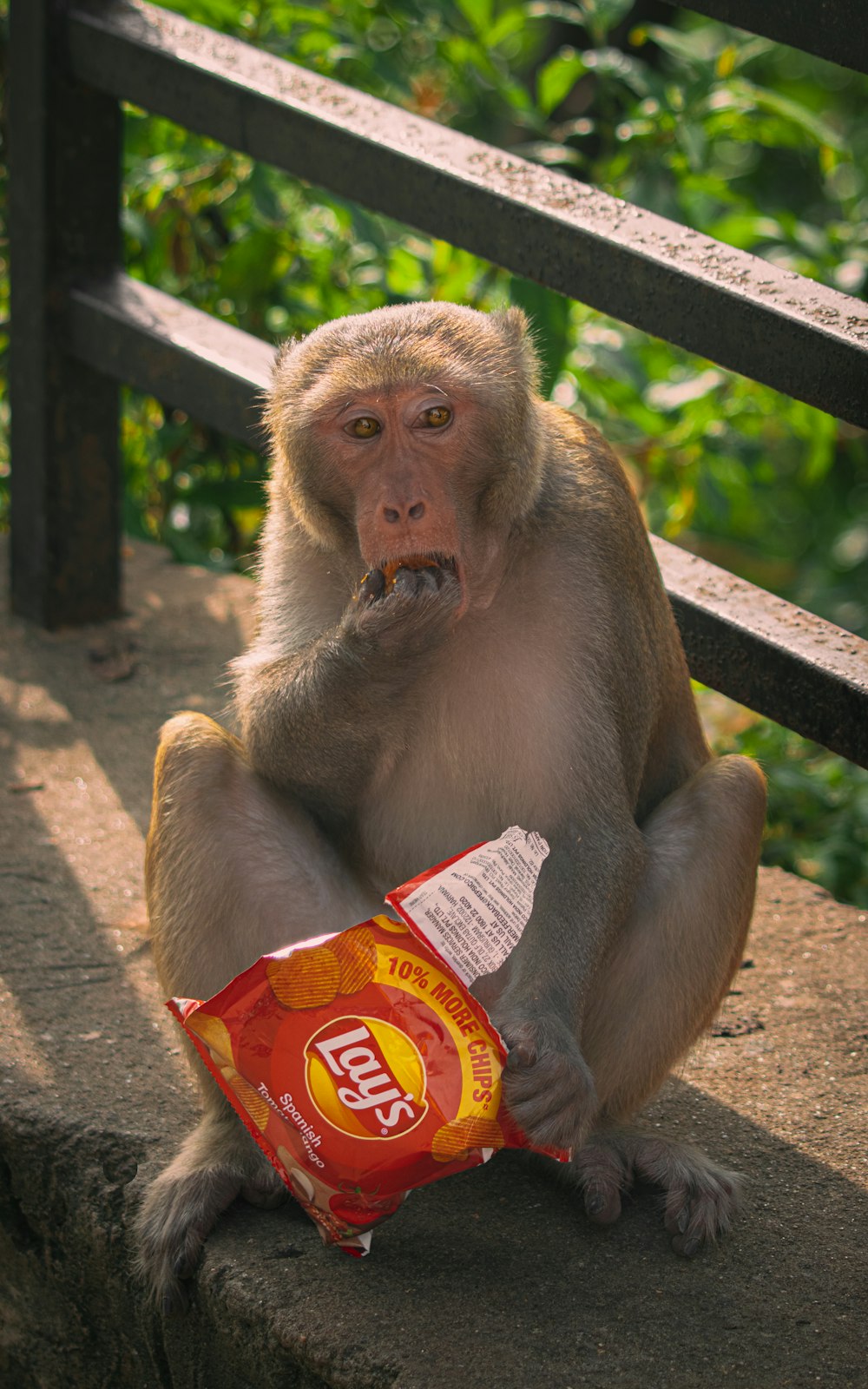 a monkey sitting on a ledge eating a bag of chips