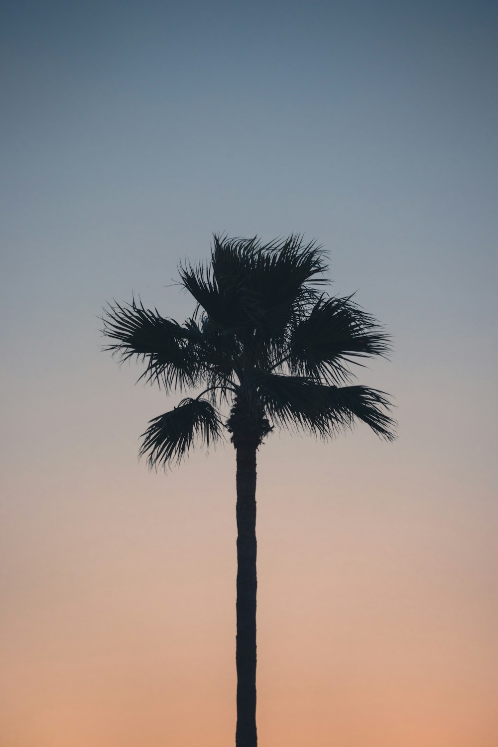 a silhouette of a palm tree against a sunset sky