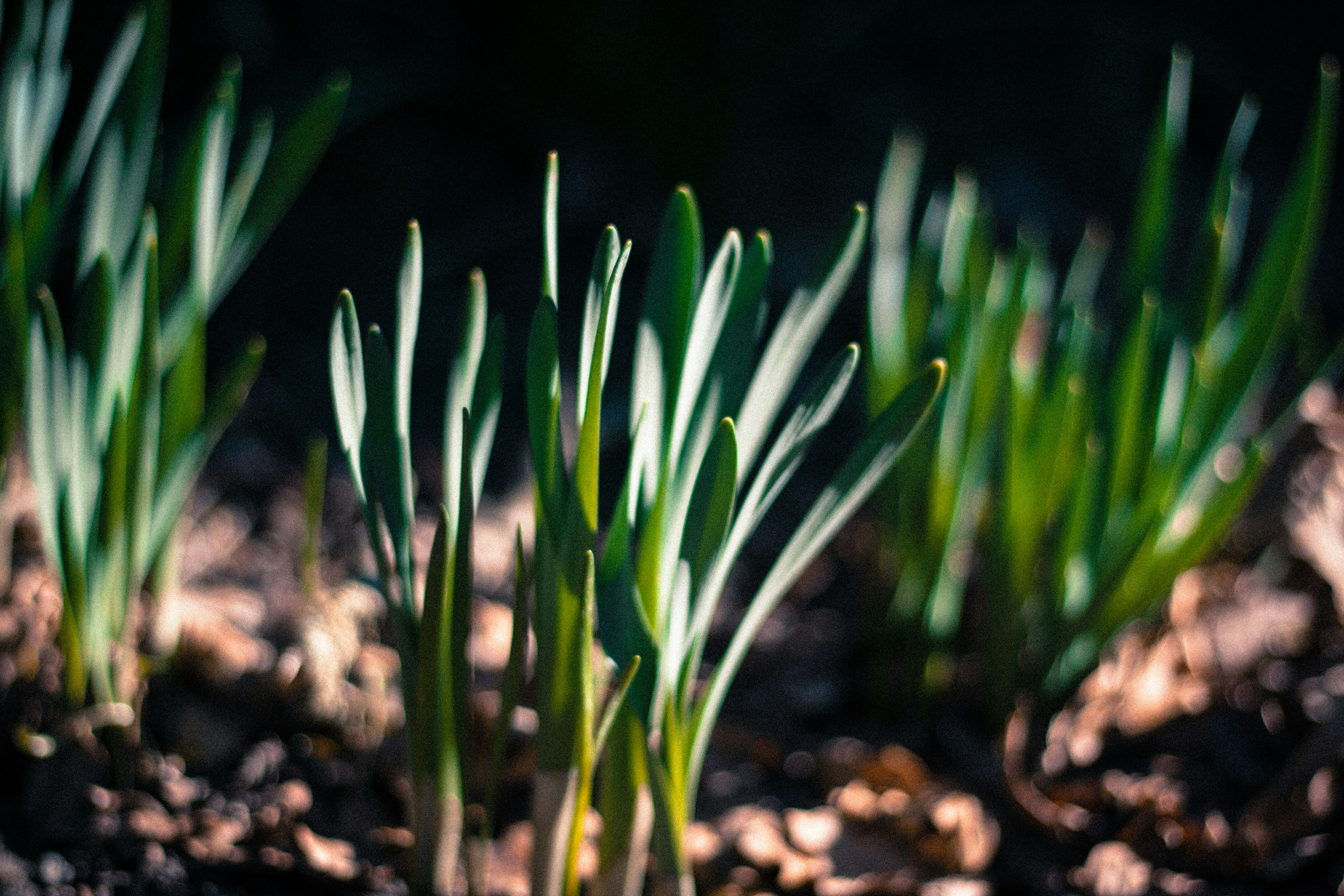 Photo by litschigraphie