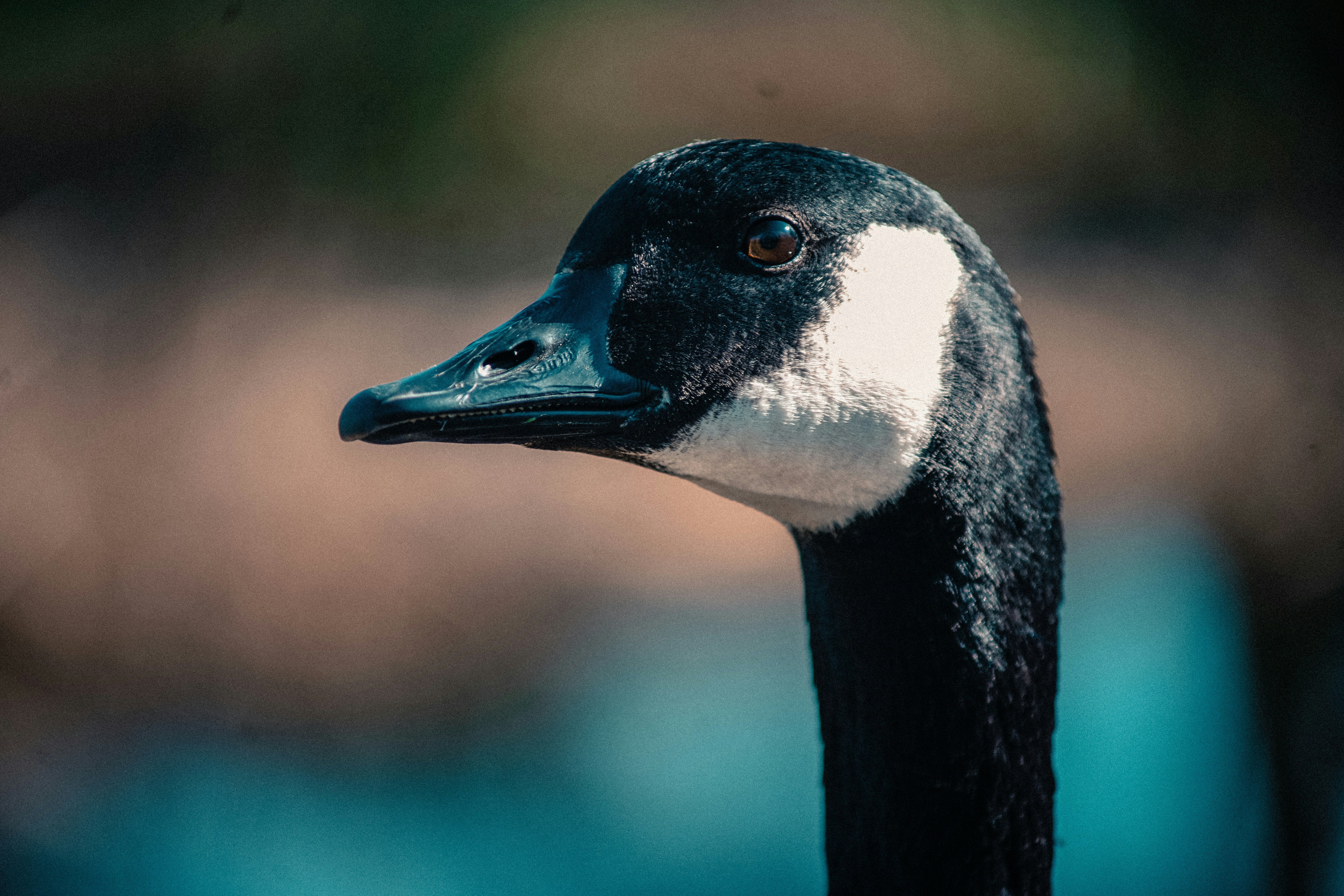 Photo by litschigraphie