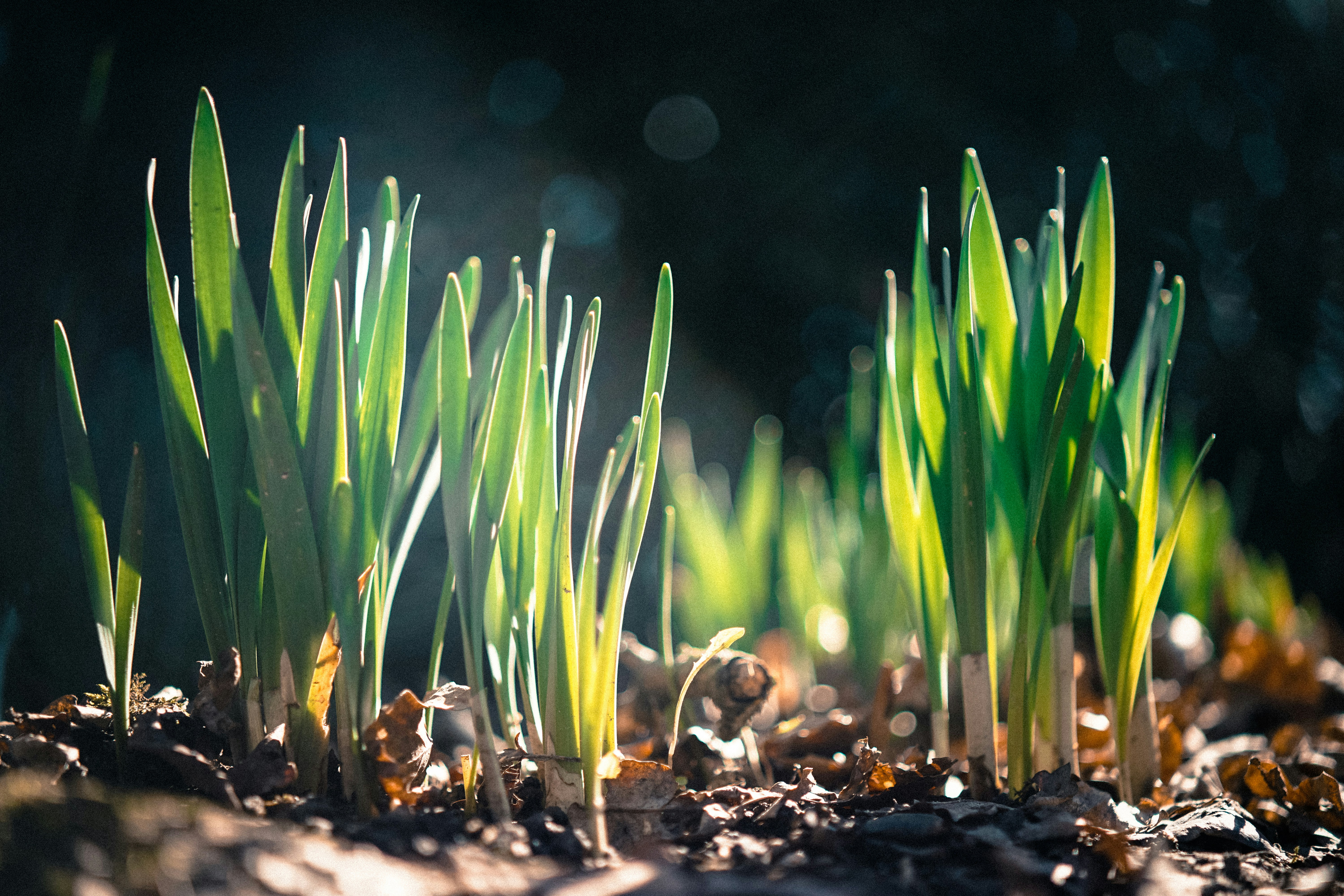 Photo by litschigraphie