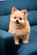 a small brown dog sitting on top of a blue couch