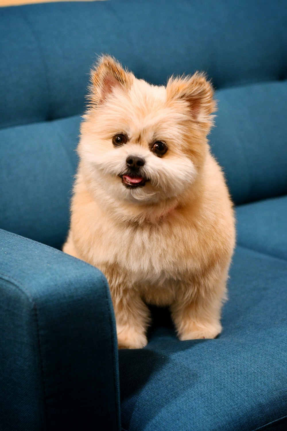 Ein kleiner brauner Hund sitzt auf einer blauen Couch