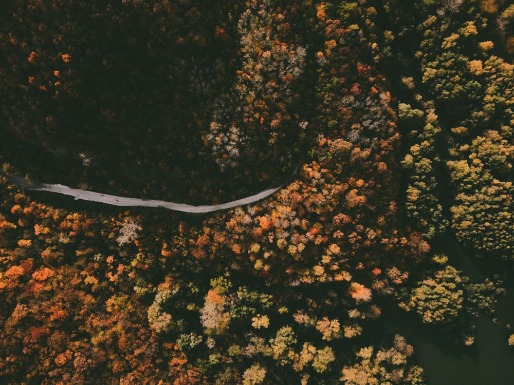 an aerial view of a river surrounded by trees