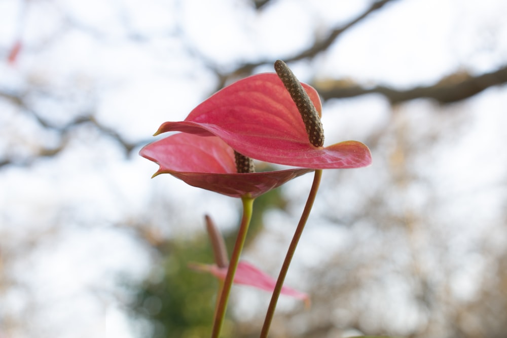 a close up of a pink flower with a butterfly on it