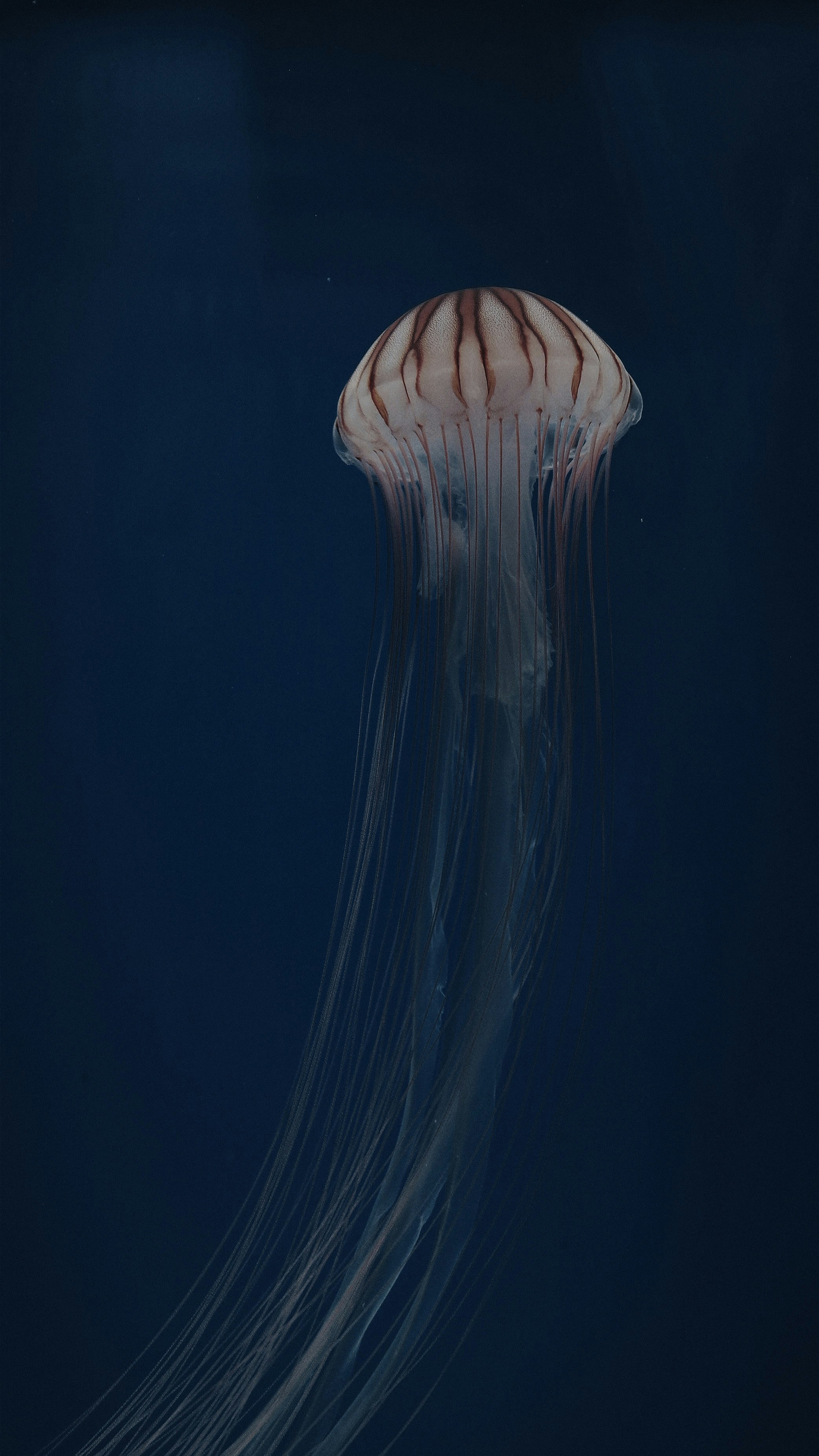a large jellyfish floating in the water