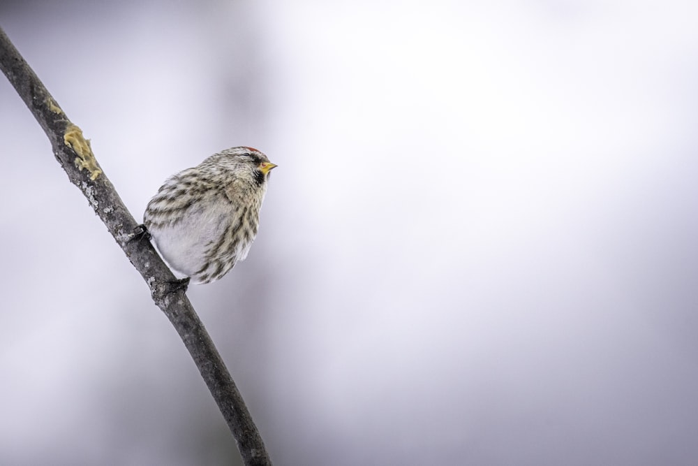 a small bird sitting on top of a tree branch