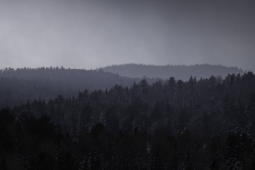 a black and white photo of a forest