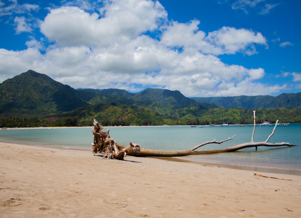 a dead tree on a beach with mountains in the background