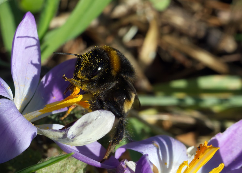 a bee sitting on top of a purple flower