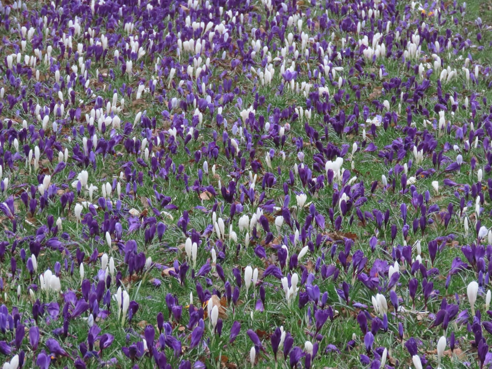 a field full of purple and white flowers