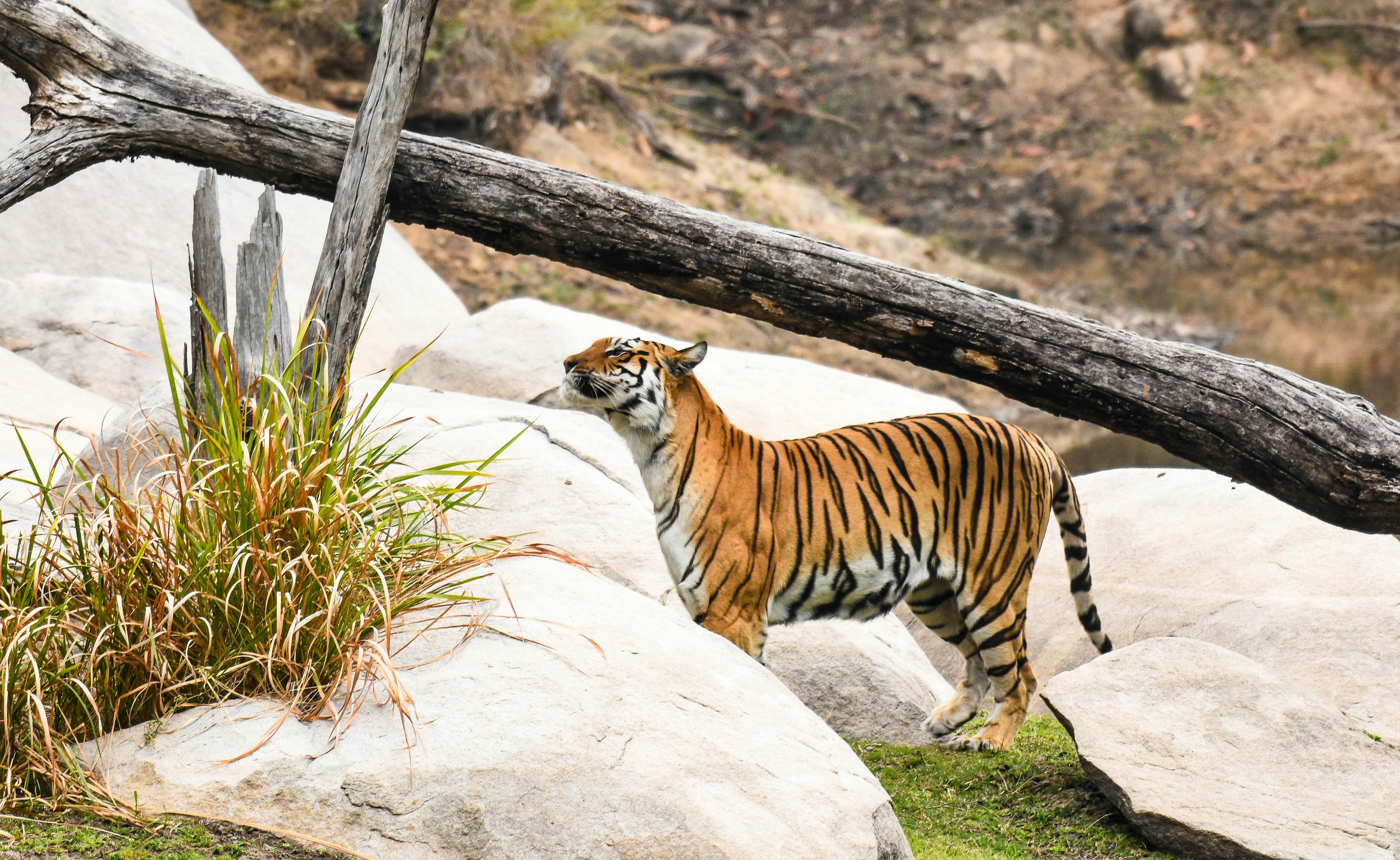 a tiger standing on top of a lush green field