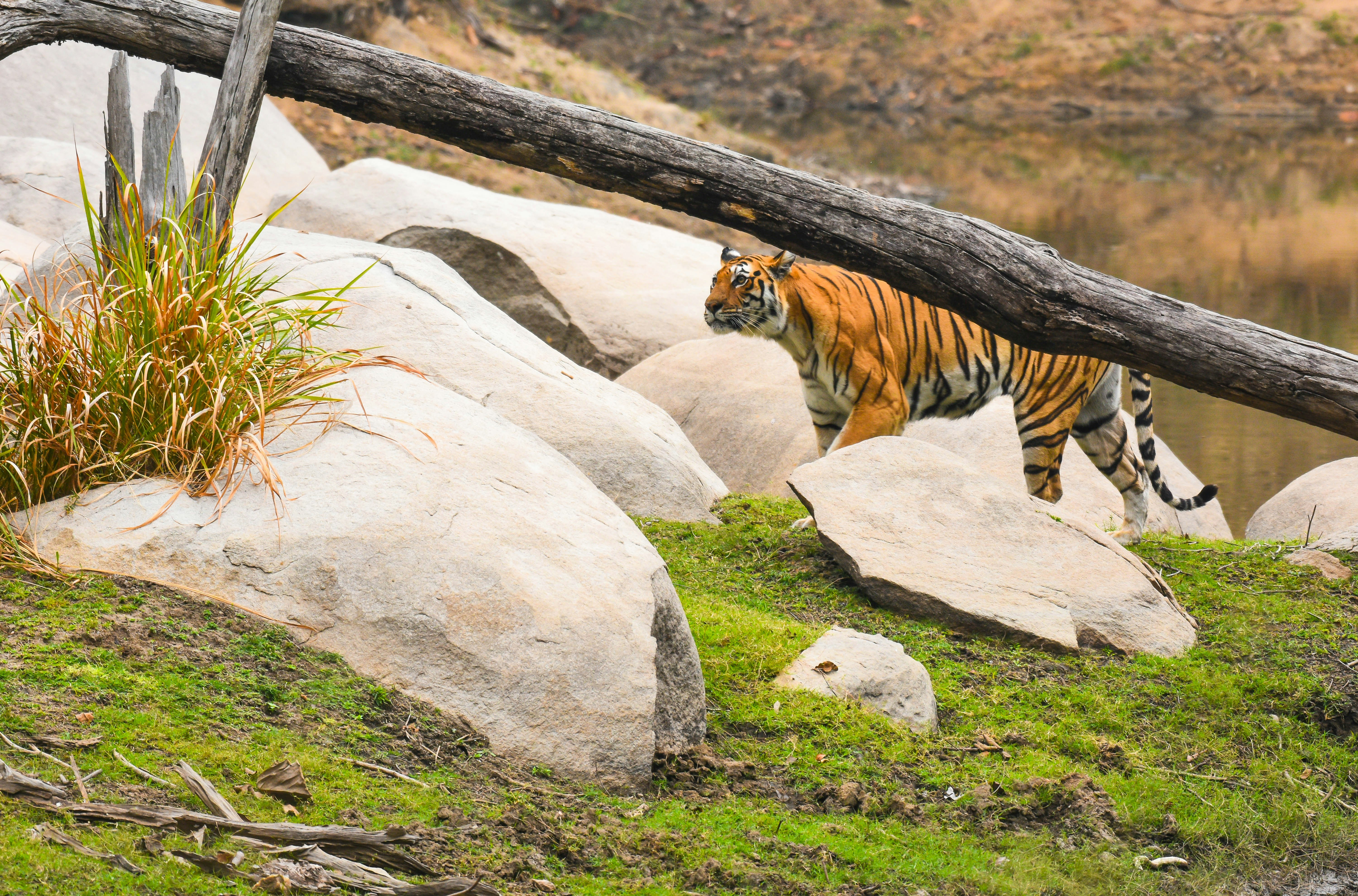 a tiger walking across a lush green field
