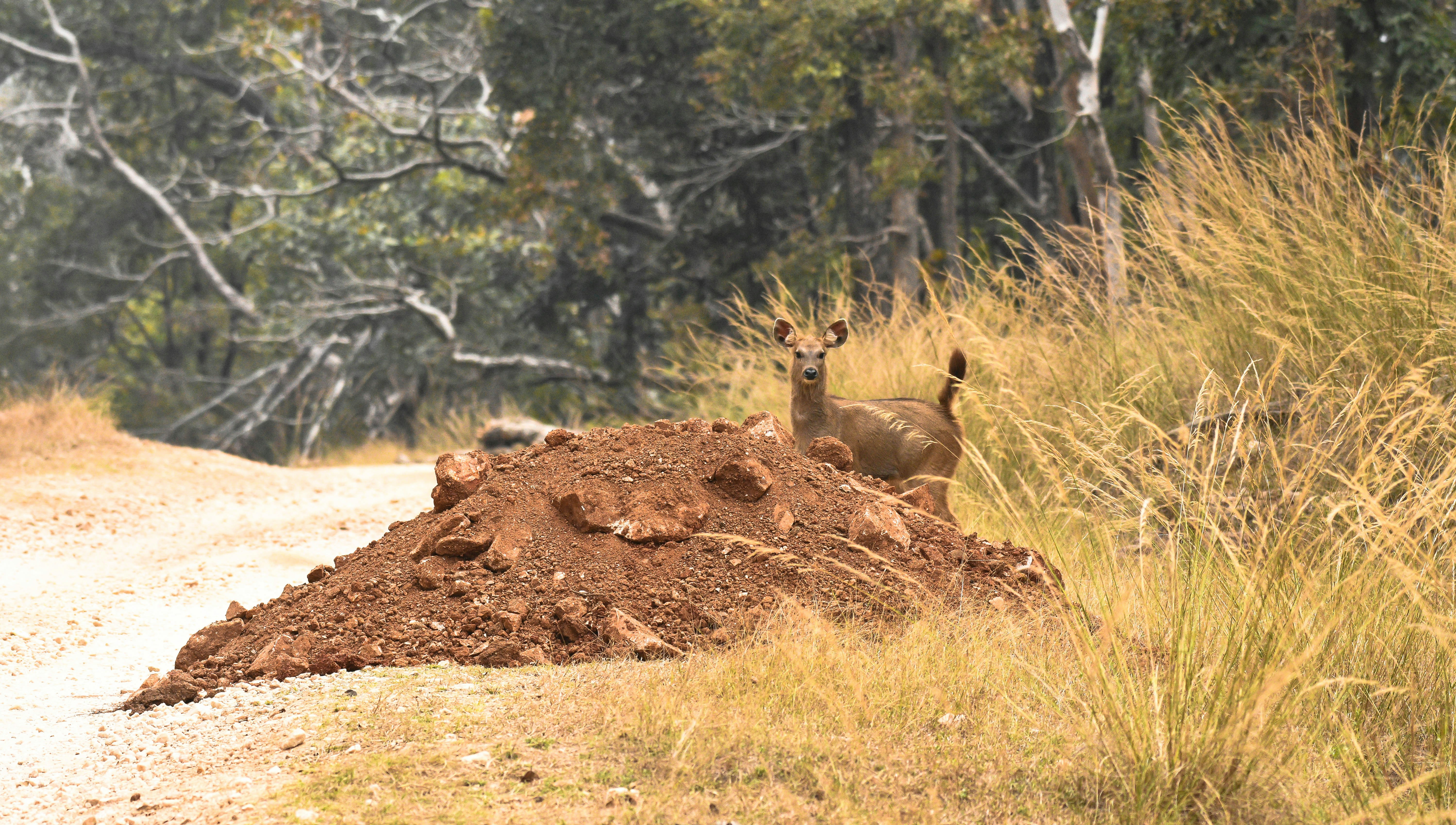 a deer standing on top of a pile of dirt