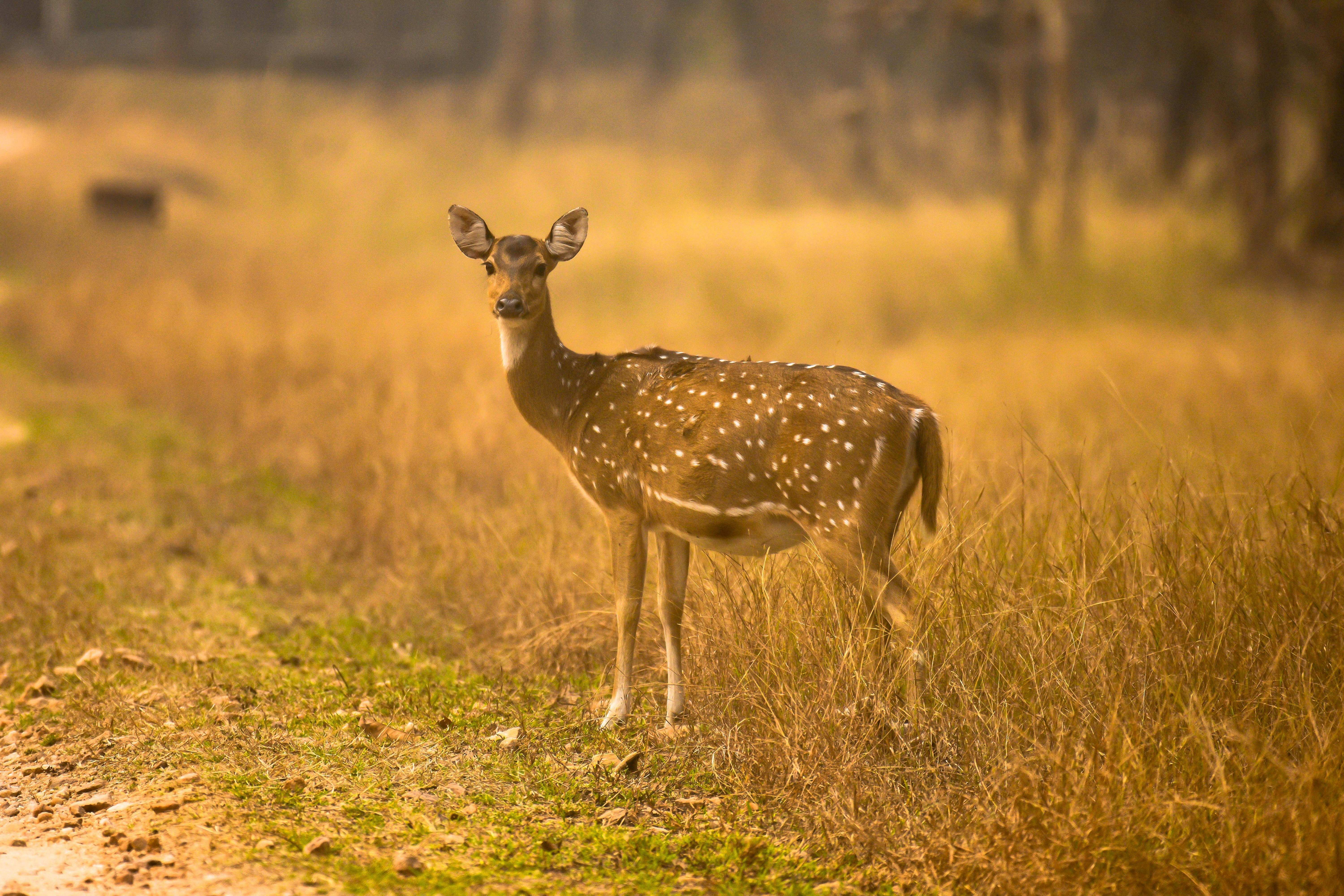 Photo by rahuldeshmukh18