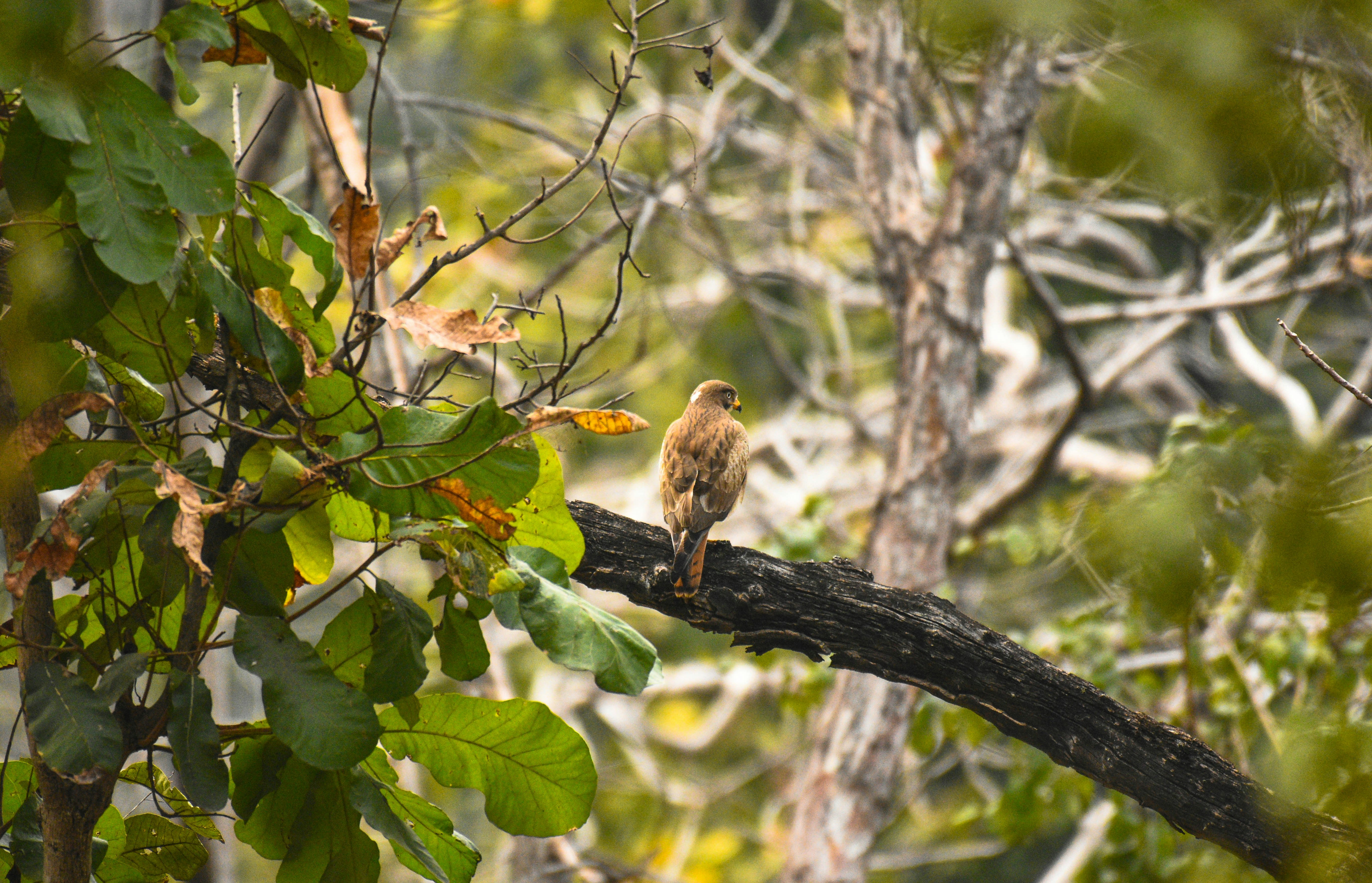Photo by rahuldeshmukh18