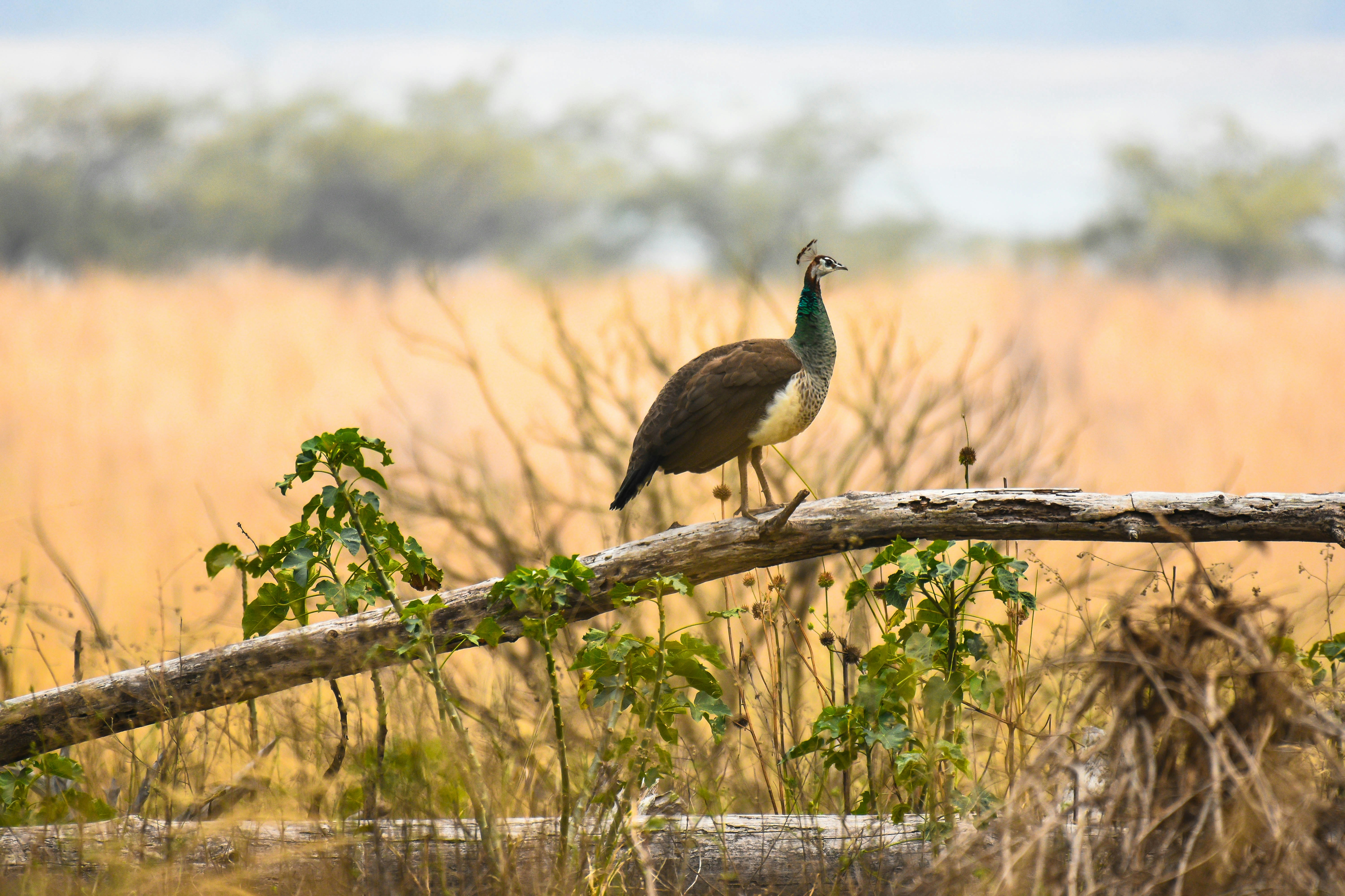 Photo by rahuldeshmukh18
