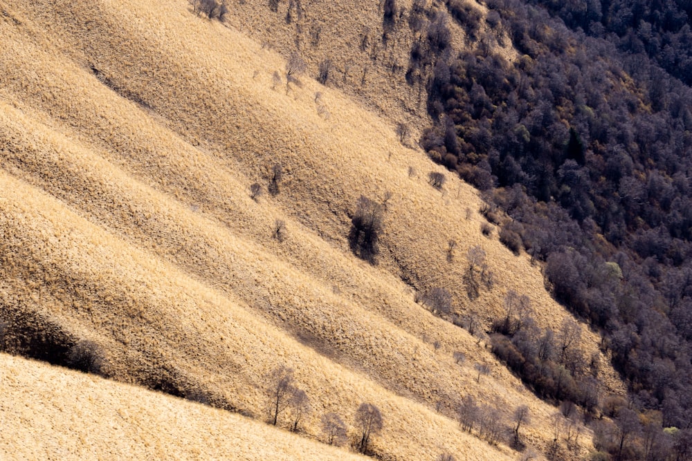 a hill with trees on the side of it