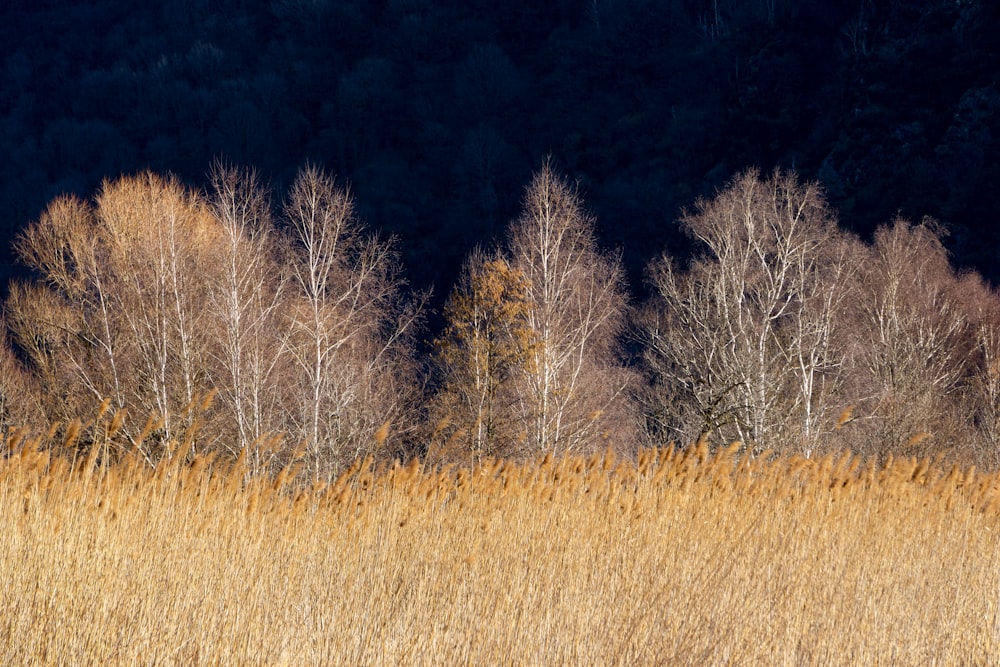 a group of trees in a field of tall grass