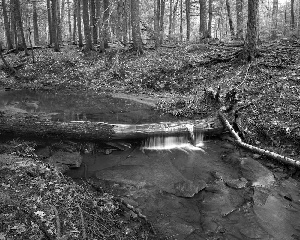 a black and white photo of a stream in the woods
