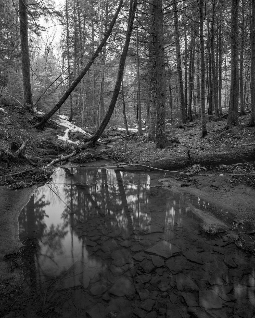 a small stream running through a forest filled with trees