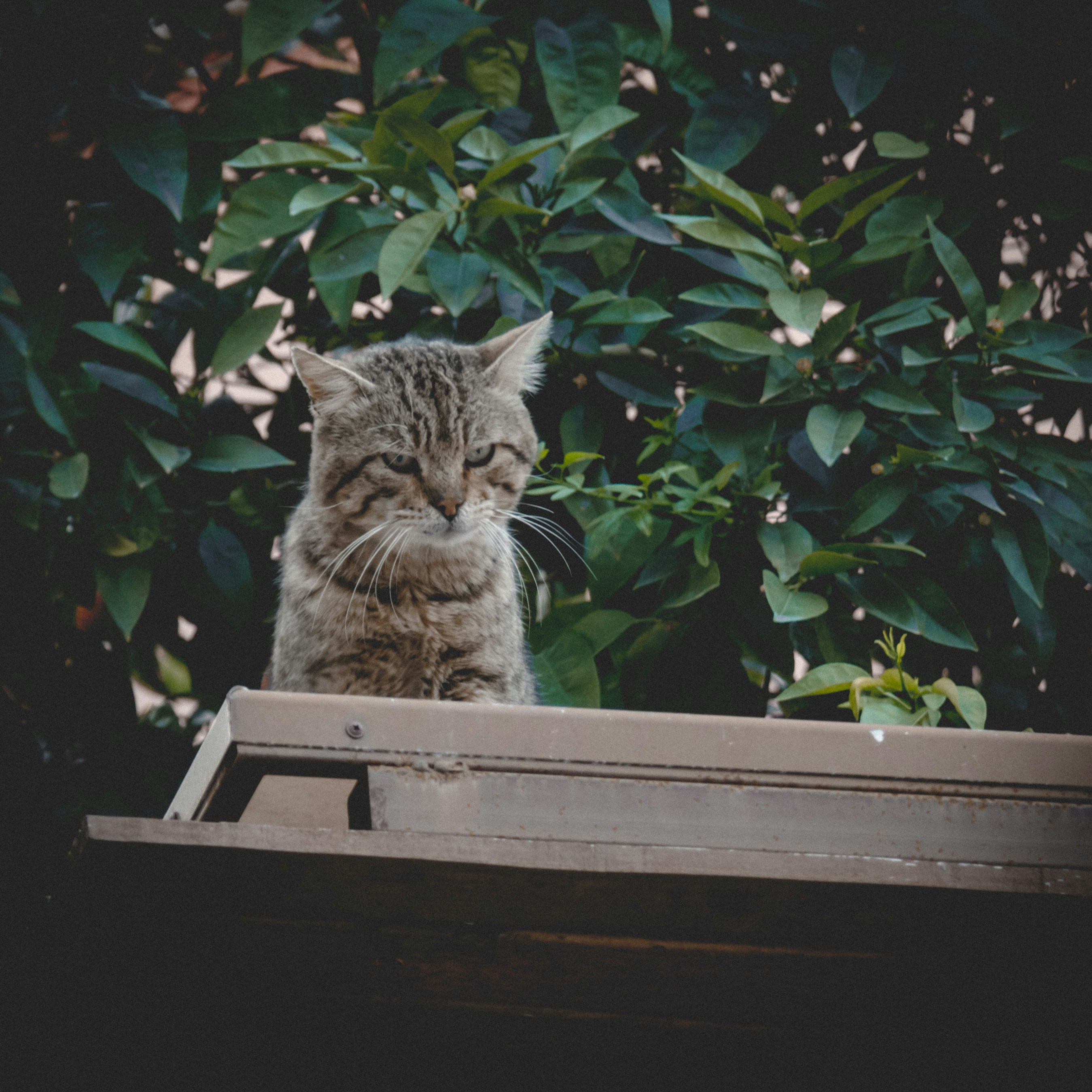 a cat sitting on top of a wooden window sill