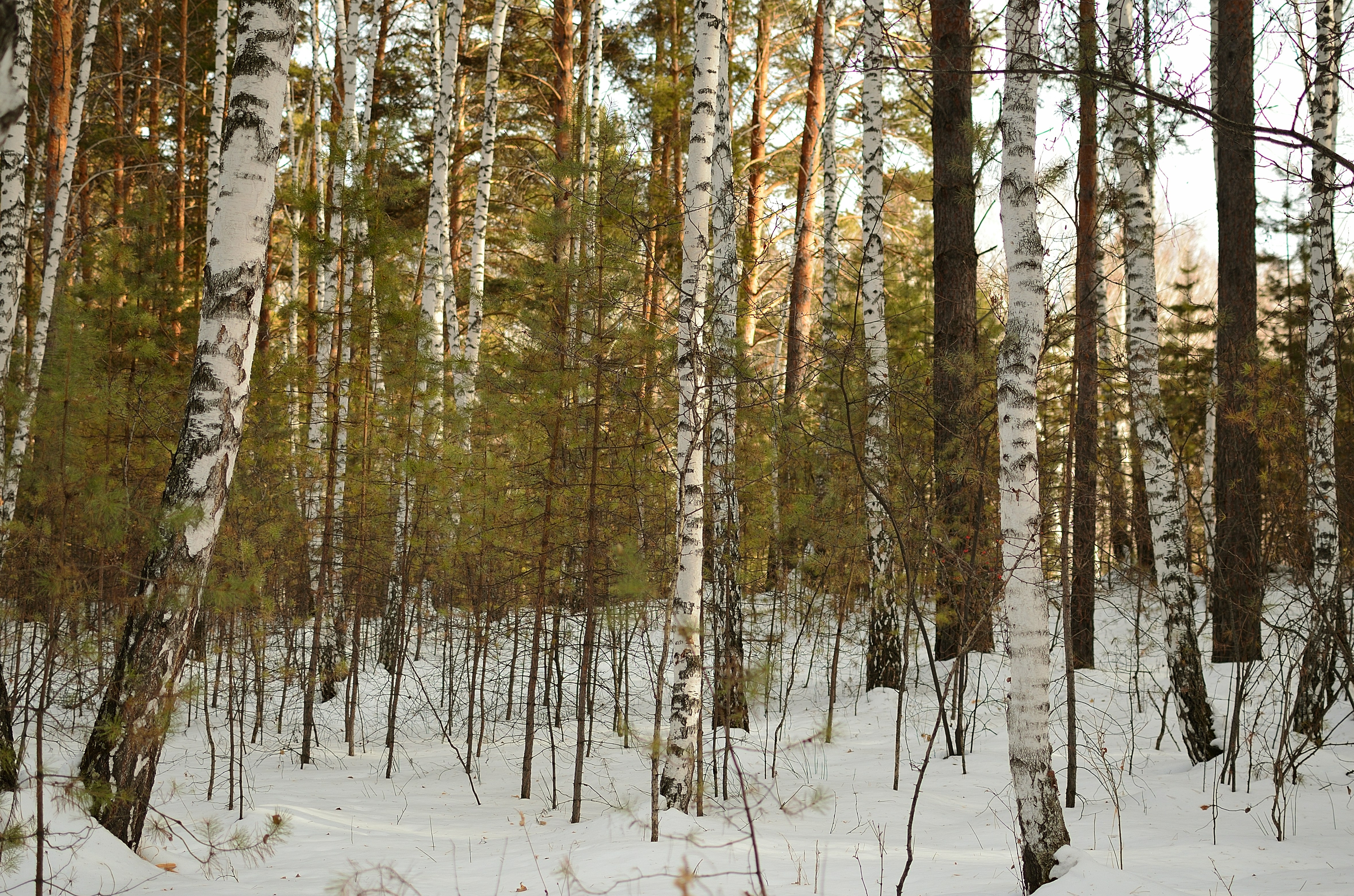 Why This Park Matters: A Call to Wonder and Action (image credits: unsplash)