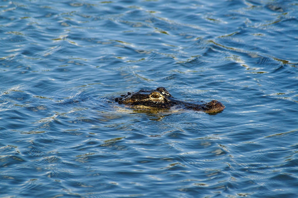 a large alligator swimming in a body of water