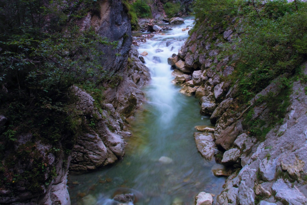 a river running through a lush green forest