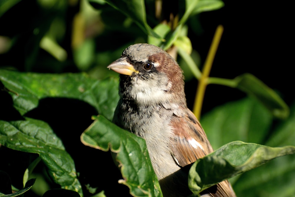 a small bird sitting on top of a green plant