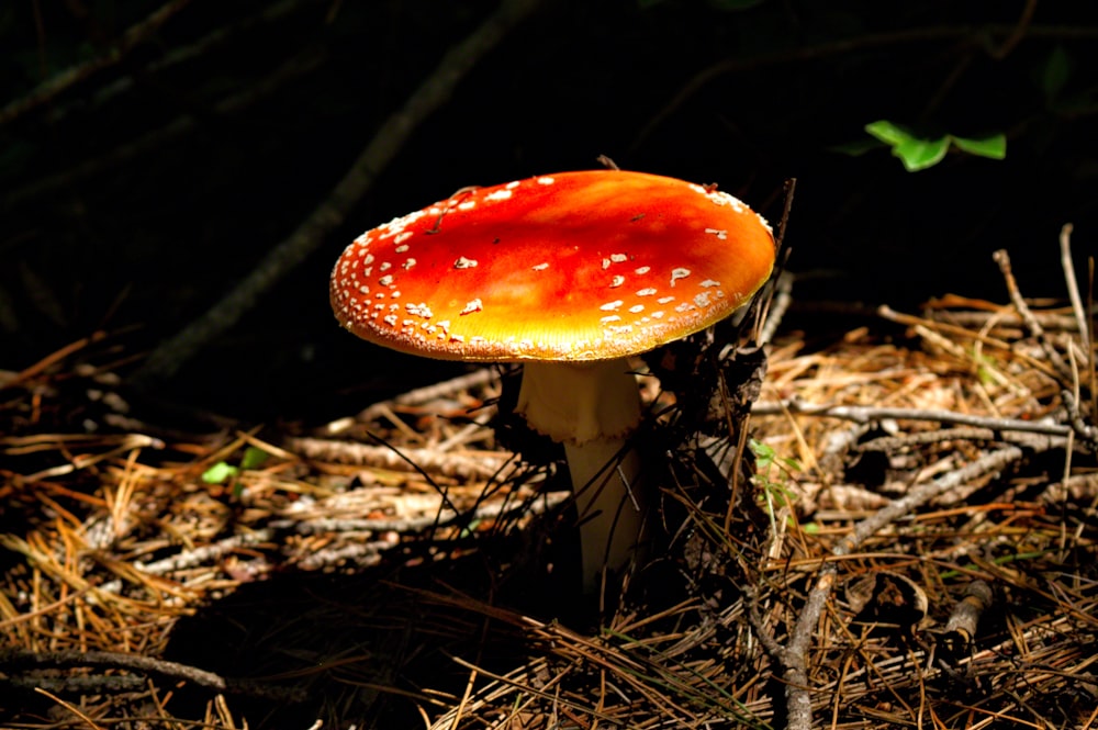 a red and yellow mushroom sitting on the ground