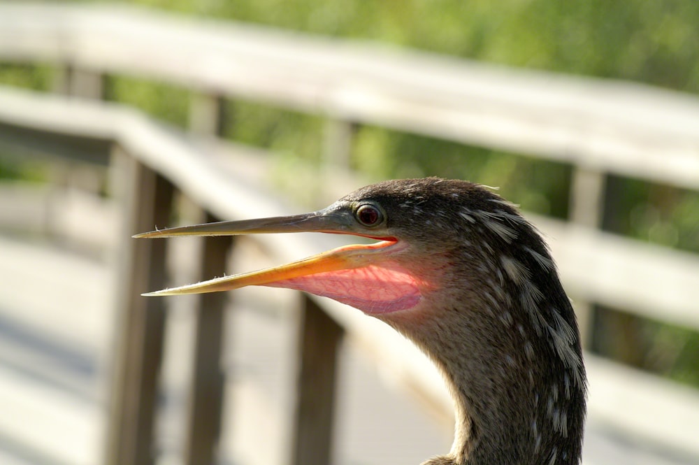 a close up of a bird with a long beak