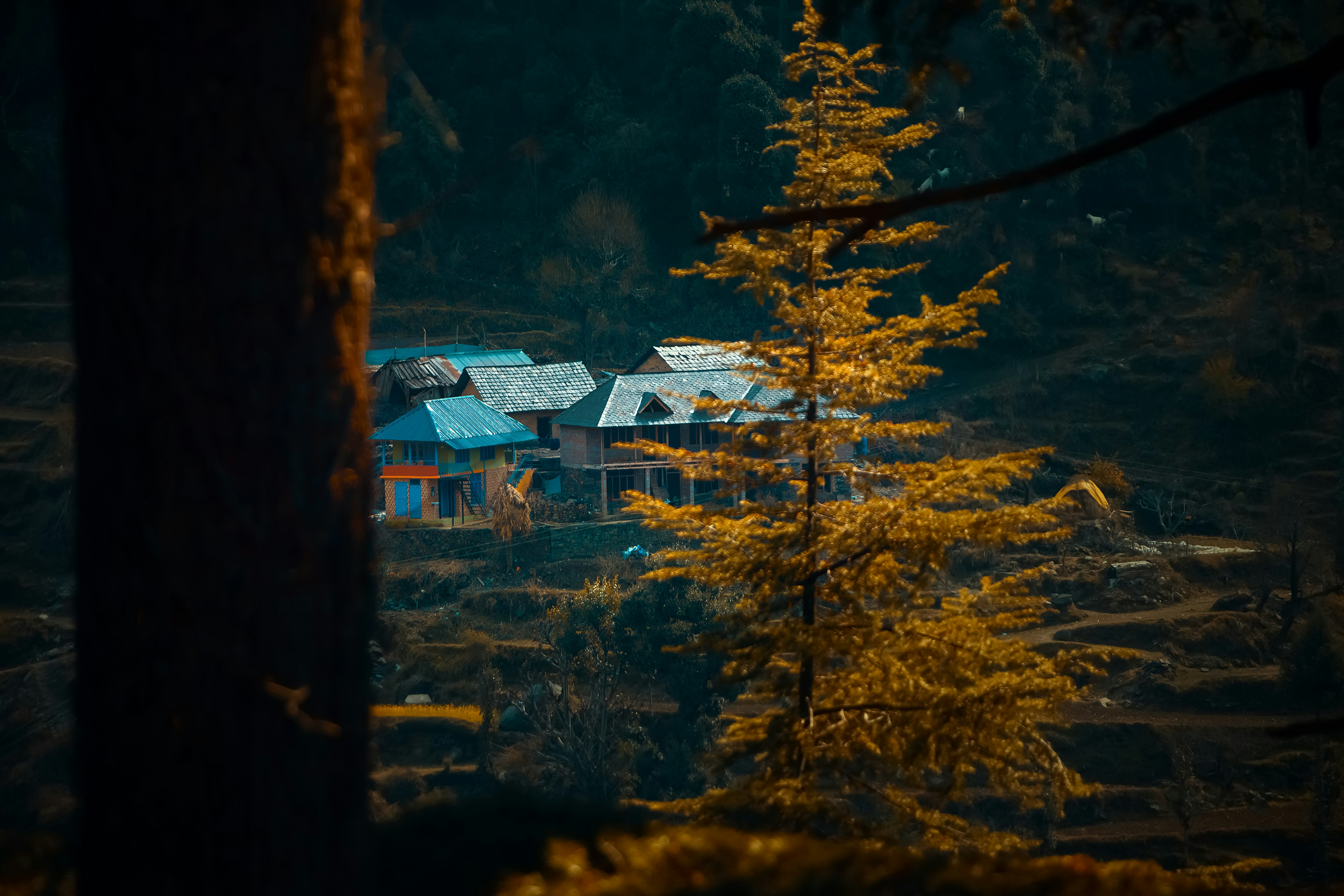 a house in the middle of a forest