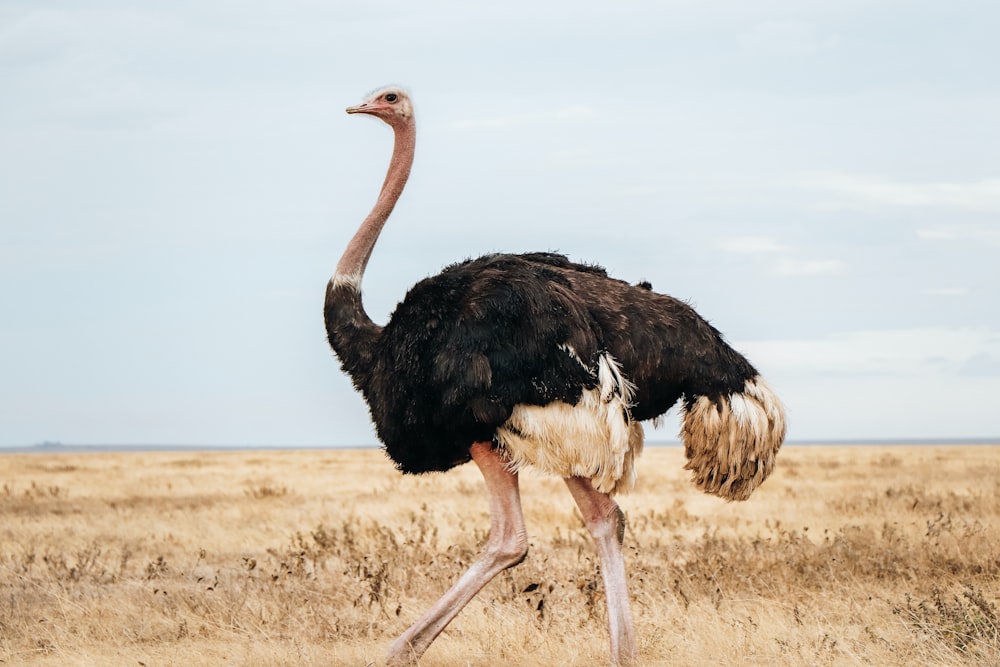 an ostrich walking in a field of dry grass